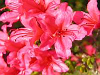 Azalee - Azalea Hinomayo (fam. Ericacees) (5) (Photo F. Mrugala)